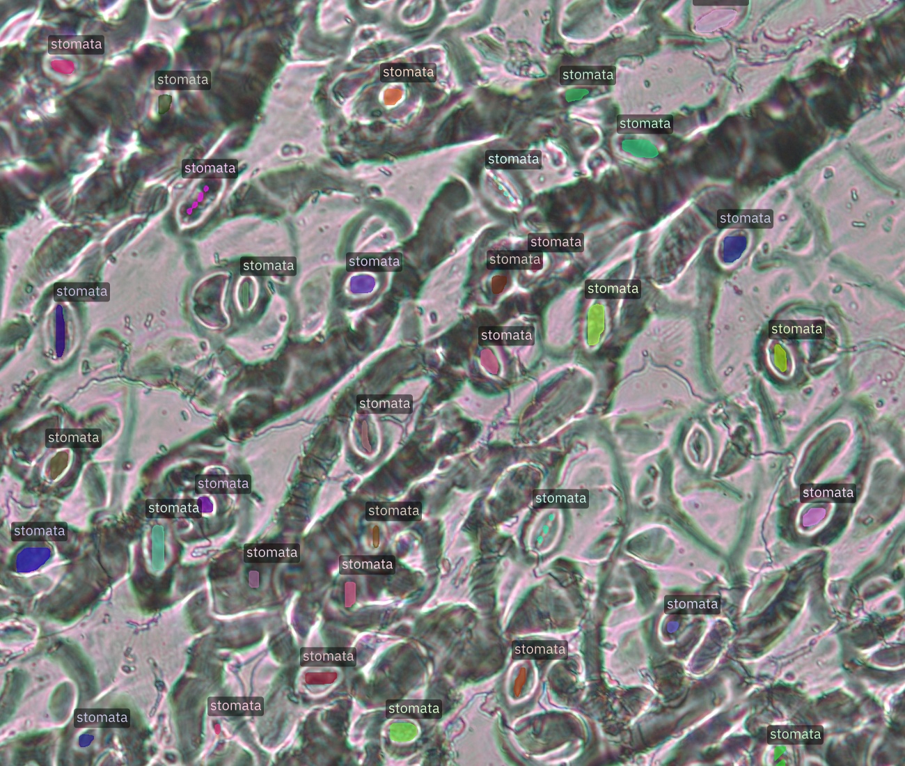 Segmented stomata using the StomaVision Instill VDP pipeline